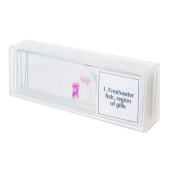 Set de micropreparados Discovery Prof DPS 5. “Mundo anfibio”