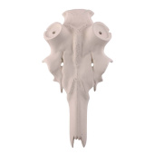 Finto Cranio Cervo Stelo 50mm