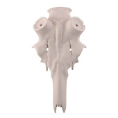 Finto Cranio Cervo Stelo 60mm