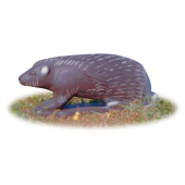 Silueta para Tiro con Arco 3D Puercoespín