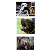 TW1000 ContraDOG Spray contro gli animali feroci