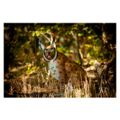 3D-Bogenschießziel Luchs Sitzend
