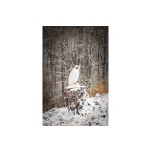 3D Zielscheibe Polarfuchs