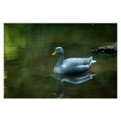 3D Bogenscheibe Graugans