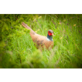 3D Bogenschießen Zielscheibe Fasan