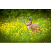 3D-Bogenscheibe Hase