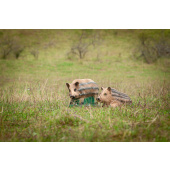 3D Bogenschießziel Liegendes Wildschweinjunges