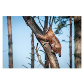 3D Bogenscheibe Luchs Kletternd