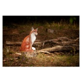 Sagoma per Tiro con Arco 3D Volpe Seduta