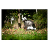 Sagoma per Tiro con Arco 3D Procione