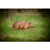 Sagoma per Tiro con Arco 3D Orso Bruno