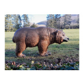 3D Zielscheibe Grizzly für Bogenschießen