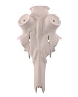 Finto Cranio Cervo Stelo 45mm