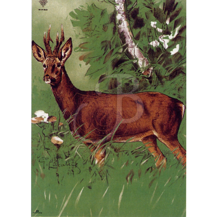 EDELMANN Blanco 100m Corzo 122x86cm