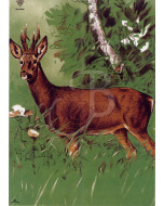 EDELMANN Bersaglio 100m Capriolo 122x86cm