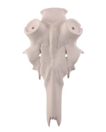 Finto Cranio Cervo Stelo 45mm