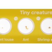 Discovery Fauna Set con 12 vetrini preparati