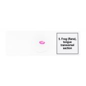 Discovery Prof Specimens DPS 5. “Amphibia”