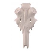 Finto Cranio Cervo Stelo 50mm
