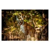 Sagoma per Tiro con Arco 3D Lince Seduta