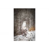 Sagoma per Tiro con Arco 3D Gufo Polare