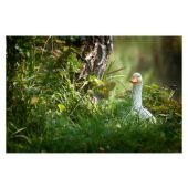 Sagoma per Tiro con Arco 3D Anatra in Piedi