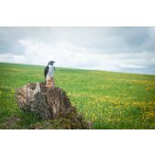 Sagoma per Tiro con Arco 3D Falco