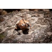 Sagoma per Tiro con Arco 3D Ratto