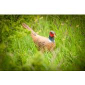 Sagoma per Tiro con Arco 3D Fagiano