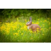 Sagoma per Tiro con Arco 3D Lepre