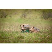 Sagoma per Tiro con Arco 3D Cinghialetto Sdraiato