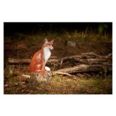 Sagoma per Tiro con Arco 3D Volpe Seduta