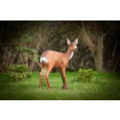 Sagoma per Tiro con Arco 3D Capriolo